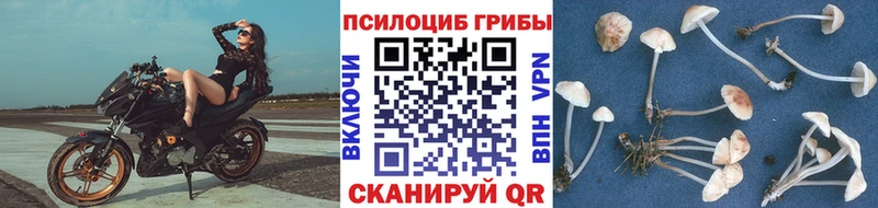 Галлюциногенные грибы Psilocybe KRAKEN ссылка Северодвинск цены